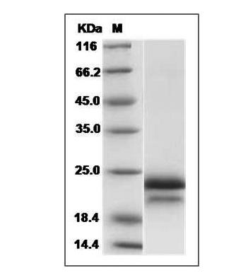 Fig.SDS-PAGE analysis of Human VEGF165 protein.