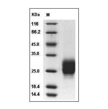 Fig.SDS-PAGE analysis of Human M-CSF protein, His Tag.