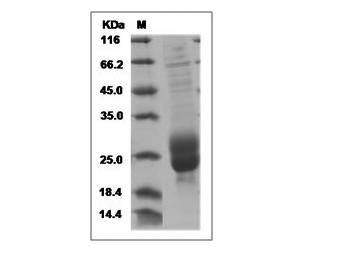 Fig.SDS-PAGE analysis of Human M-CSF protein.