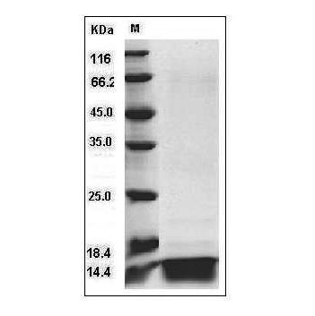 Fig.SDS-PAGE analysis of Human IL-4 protein.