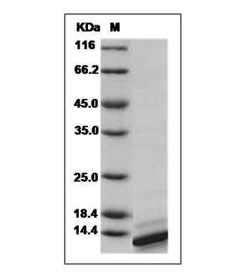 Fig.SDS-PAGE analysis of Mouse IL-4 protein.