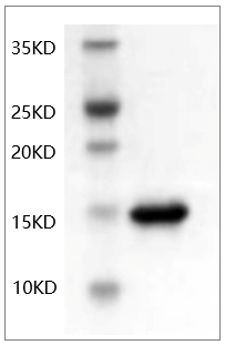 Fig.SDS-PAGE analysis of Human TNF-α protein.