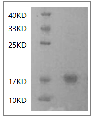 Fig.SDS-PAGE analysis of Human IFN-gamma protein.