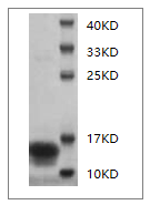 Fig.SDS-PAGE analysis of Mouse IFN-gamma protein.