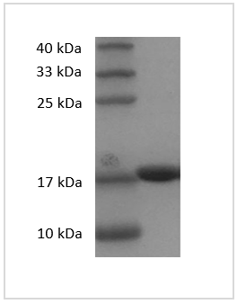 Fig. SDS-PAGE analysis of Human IL-1 beta protein.