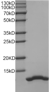 Fig.SDS-PAGE analysis of Human IL-8 protein