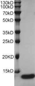 Fig.SDS-PAGE analysis of Human TGF-alpha protein