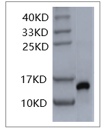 Fig. SDS-PAGE analysis of Human IL-2 protein.