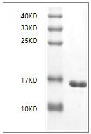 Fig. SDS-PAGE analysis of Human IL36 alpha protein, N-His tag.