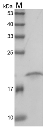 Fig. SDS-PAGE analysis of Human sRANKL protein.