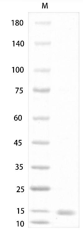 Fig.Human/Mouse/Rat Activin A Protein.