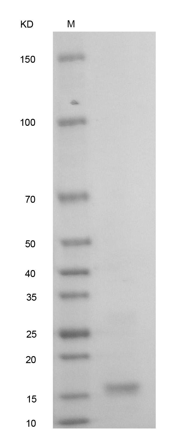 Fig.Human BMP-13 Protein.