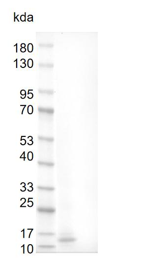 Fig.Human BMP-3 Protein.