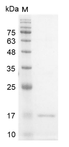 Fig.SDS-PAGE analysis of Human IFN-γ protein