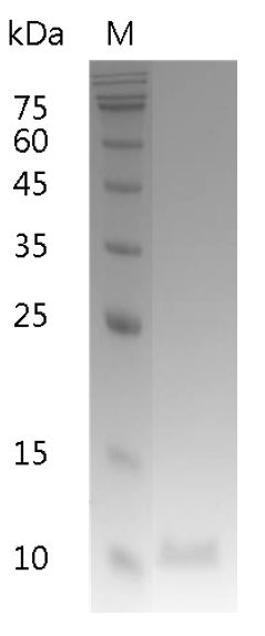 Fig.SDS-PAGE analysis of Human IL-13 protein