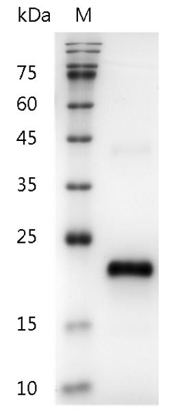 Fig.SDS-PAGE analysis of Human VEGF165 protein