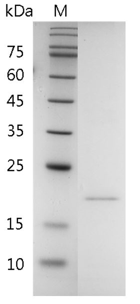 Fig.SDS-PAGE analysis of Huamn RANKL protein