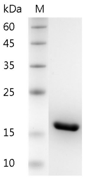 Fig.SDS-PAGE analysis of Human IL-1β protein