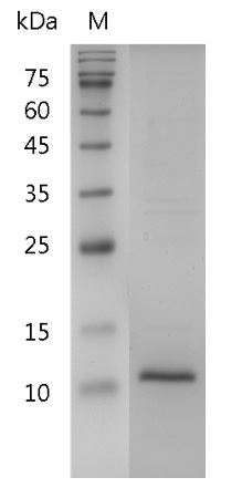 Fig.SDS-PAGE analysis of Human β-NGF protein
