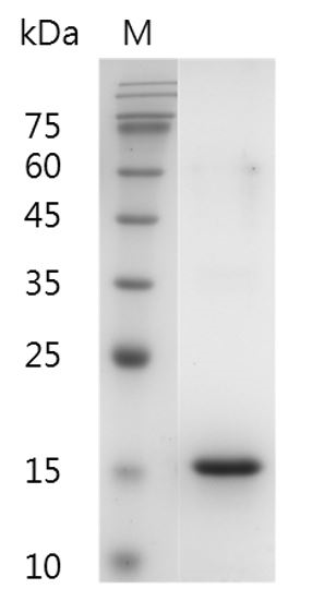 Fig.SDS-PAGE analysis of Human Flt-3 Ligand protein