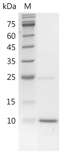 Fig.SDS-PAGE analysis of Human BMP-4 protein