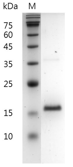 Fig.SDS-PAGE analysis of Human FGF-2（154 aa）protein