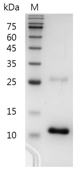 Fig.SDS-PAGE analysis of Human TGF-β3 protein