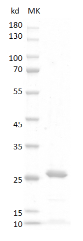 Fig.SDS-PAGE analysis of Human FGF16 Protein