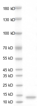 Fig.SDS-PAGE analysis of Human PDGF-BB Protein