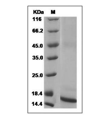 Fig.SDS-PAGE analysis of Mouse TGF-beta 1 protein.