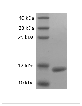 Fig. SDS-PAGE analysis of Mouse TNF-alpha protein.