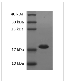 Fig. SDS-PAGE analysis of Mouse IL-1 beta protein.