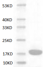 Fig.Mouse IL-1α protein