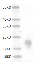 Fig.Mouse FGF-7 protein