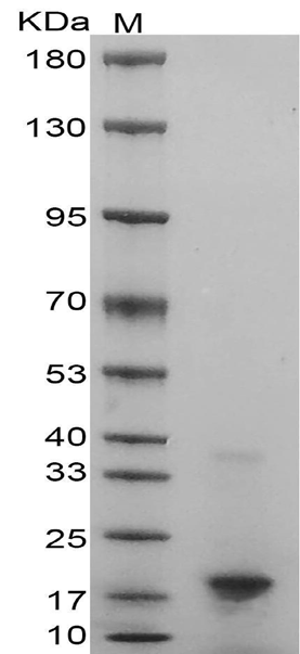 Fig.SDS-PAGE analysis of Mouse IL-2 protein