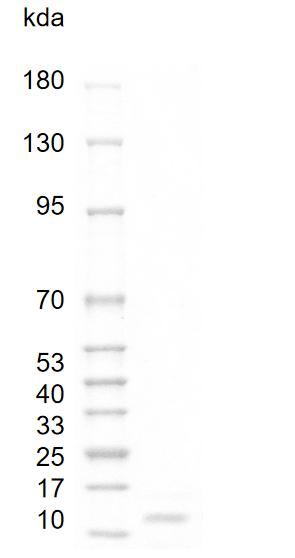 Fig.Mouse VEGF 120 Protein.