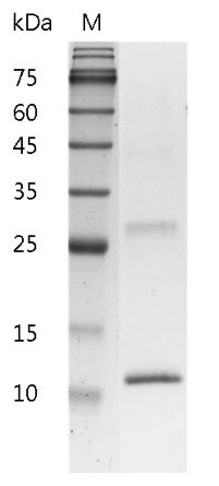 Fig.SDS-PAGE analysis of Mouse IL-4 protein