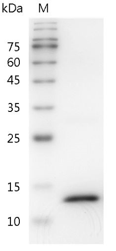 Fig.SDS-PAGE analysis of Mouse IFN-γ