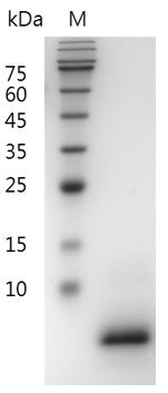 Fig.SDS-PAGE analysis of Mouse EGF protein