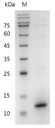 Fig.SDS-PAGE analysis of Mouse IL-15 protein