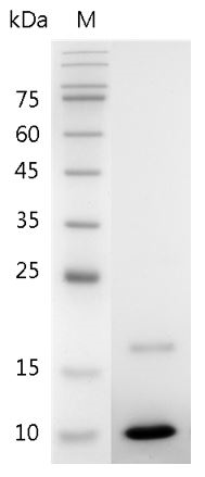 Fig.SDS-PAGE analysis of Mouse IGF-1 protein