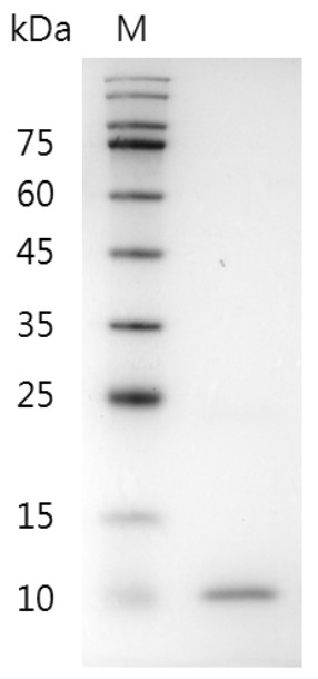 Fig.SDS-PAGE analysis of Mouse BMP-4 protein