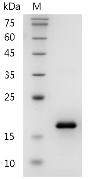 Fig.SDS-PAGE analysis of Mouse CCL2 protein
