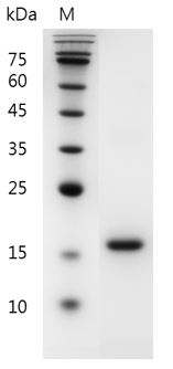 Fig.SDS-PAGE analysis of Mouse Flt-3 Ligand protein
