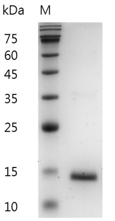 Fig.SDS-PAGE analysis of Mouse GM-CSF protein