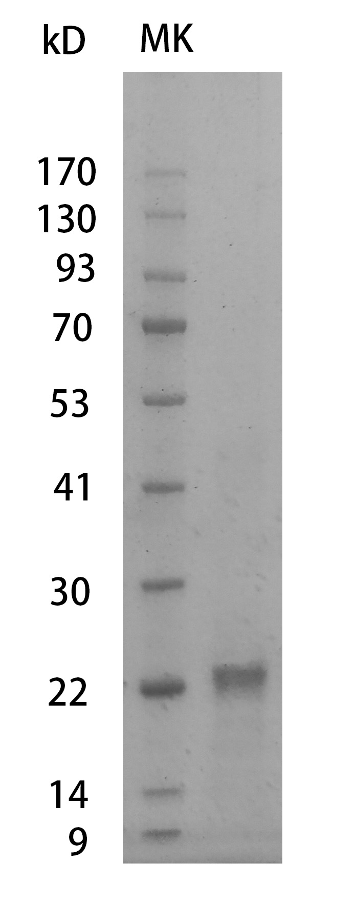 Fig.SDS-PAGE analysis of Mouse VEGF165 Protein