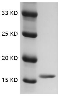 Fig.SDS-PAGE analysis of Rat TNF-alpha protein.