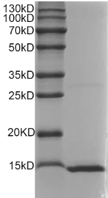 Fig.SDS-PAGE analysis of Rat IFN-gamma protein