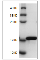 Fig. SDS-PAGE analysis of Rat IL-1 beta protein.