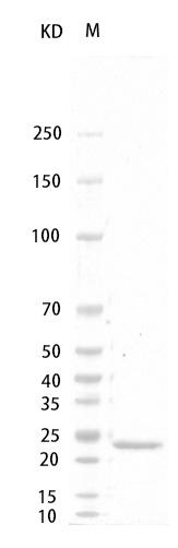 Fig.Rat  G-CSF Protein.